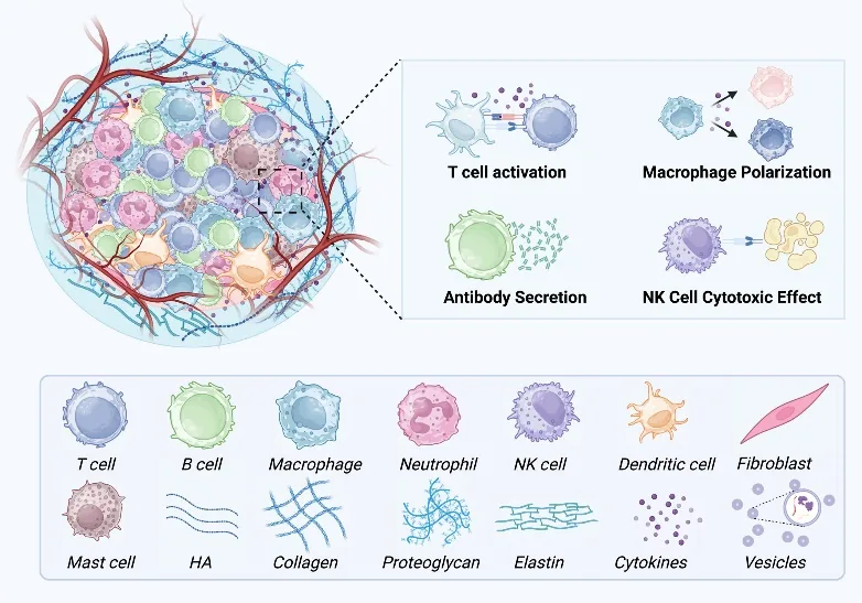 Scientific illustration of chronic diseases and immune microenvironments