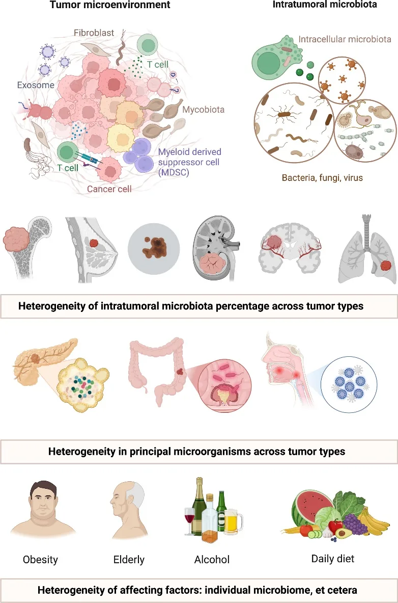 Diagram of intratumoral microbiota heterogeneity and tumor development